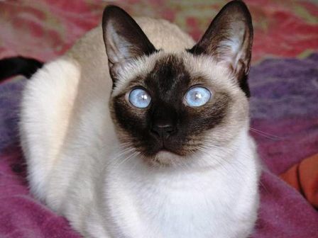 gato siames